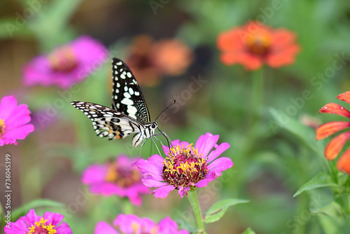 A colorful butterfly rests gracefully on a vibrant flower in a lush garden, showcasing the beauty of nature in the summer © SJarkCube