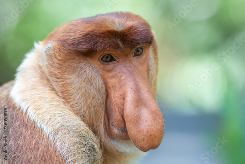 The proboscis monkey (Nasalis larvatus) or long-nosed monkey is a reddish-brown arboreal Old World monkey with an unusually large nose. It is endemic to the southeast Asian island of Borneo. photo