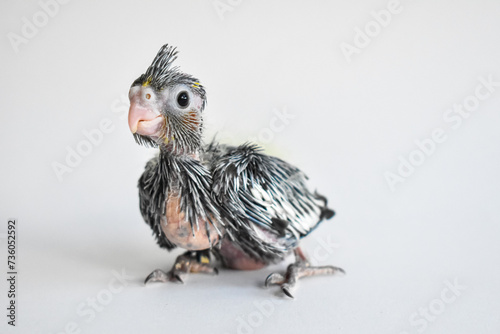 Yellow gray parakeet nymhpa chick baby close-up on white background photo
