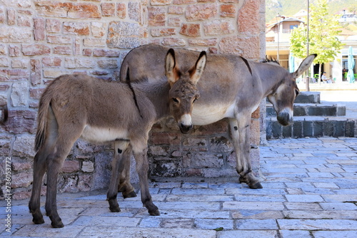 Donkeys at a church in Pustec, Prespa National Park, Albania photo