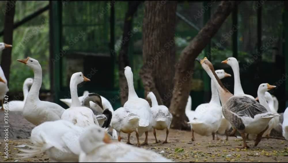 Close up White ducks inside Lodhi Garden Delhi India, see the details and expressions of ducks during evening time Close up White ducks inside Lodhi Garden Delhi India, see the details and expressions of ducks during evening time