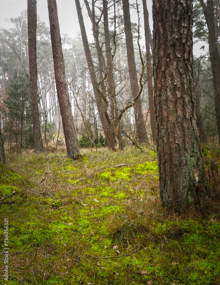Pine forest, northern Poland. Pine forest, northern Poland.