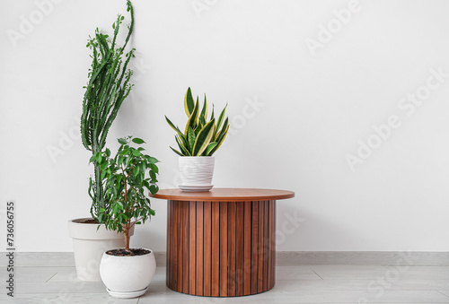 Cacti and houseplant with t...