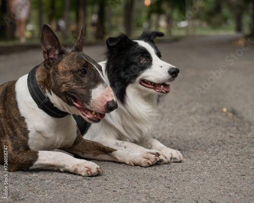 Bull terrier and border collie lie outdoors. Two dogs on a walk.  © Михаил Решетников