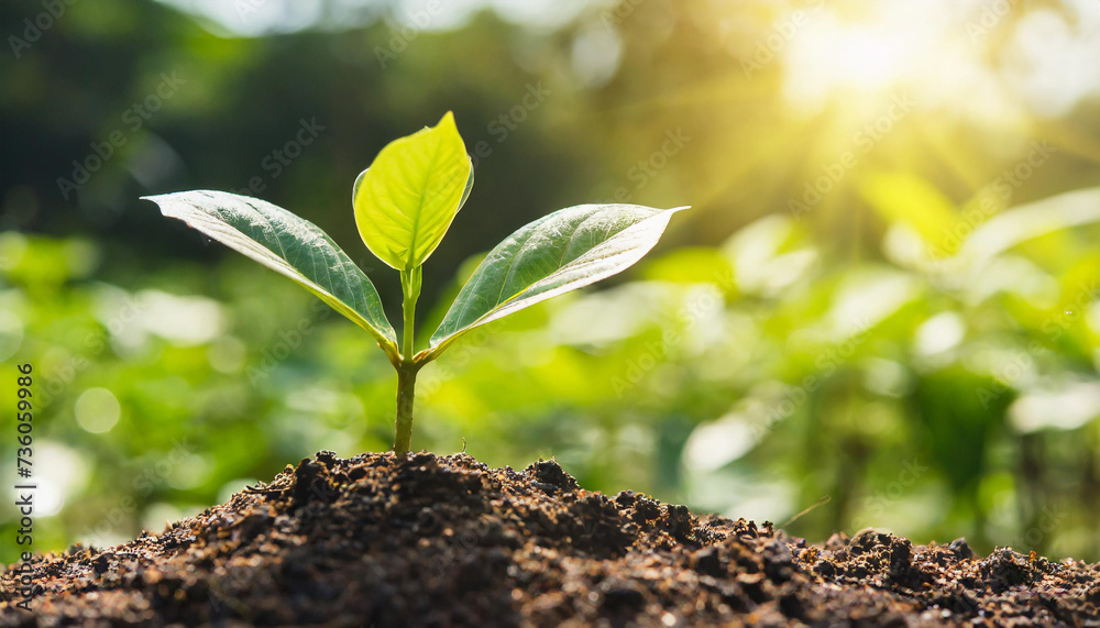 small tree growing with sunshine in garden. eco concept, small tree growing with sunshine in garden. eco concept,