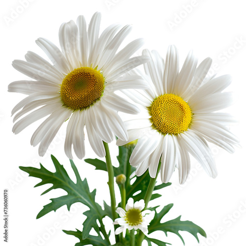 Sunny daisy flowers on transparent background Remove png