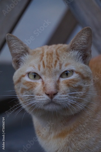 Fototapeta Naklejka Na Ścianę i Meble -  Beautiful orange stray cat on the sidewalk