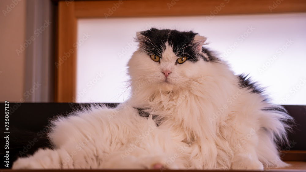 Fototapeta premium こちらを見つめる猫