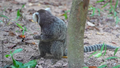 Rare White-eared marmoset Among Sun-Dappled Leaves. photo