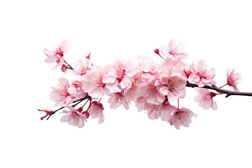 pink cherry blossom flower on white