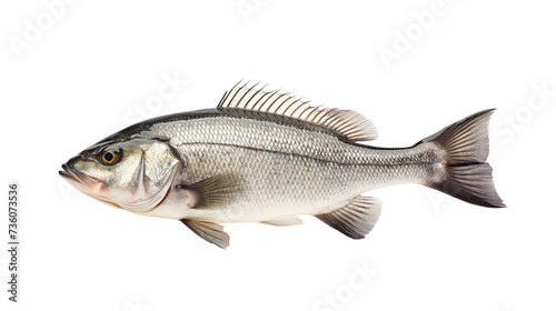 sea bass fish
