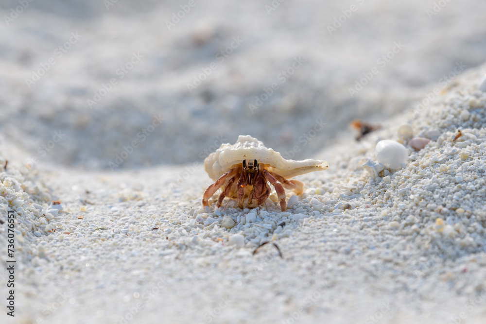 Hermit crab on the sand beach. Selective focus. Close up.