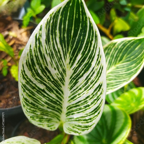 It's beautiful plants with abstract leaves