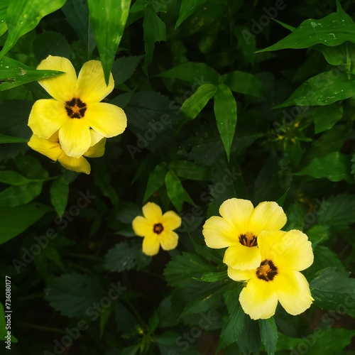 Many yellow flowers grew in my garden photo