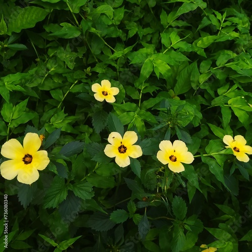 I found many yellow flowers in the forest photo