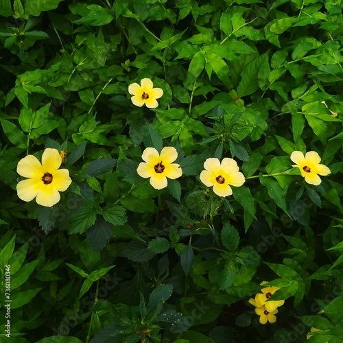 How about getting five yellow flowers photo