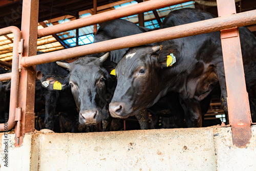 飼育されている牛
