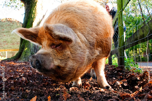 New Zealand Kunekune Pig