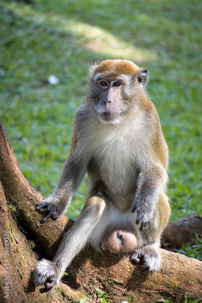 Male macaque monkeys, like many other primate species, exhibit sexual dimorphism, which means there are noticeable differences in size, appearance, or other physical character between males and female