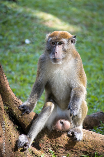 Male macaque monkeys, like many other primate species, exhibit sexual dimorphism, which means there are noticeable differences in size, appearance, or other physical character between males and female © Mailmuda
