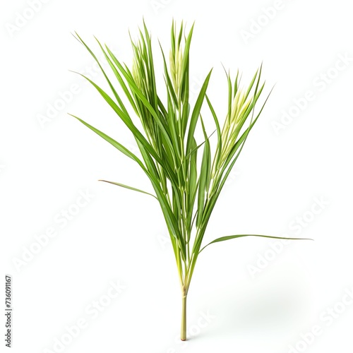 a oryza sativa, studio light , isolated on white background, clipping path, full depth of field