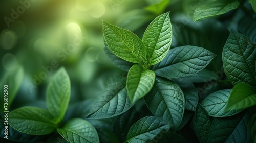 On a blurred background, green tree leaves are on a spring background