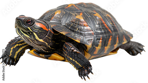 tortoise isolated on white background, no background photo