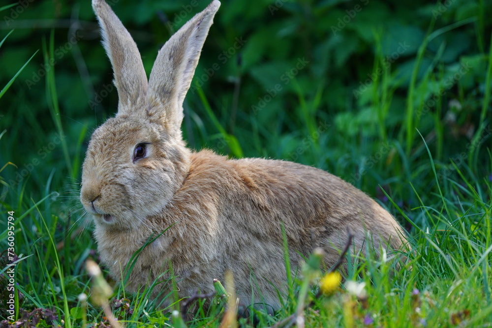 Fototapeta premium Feldhase