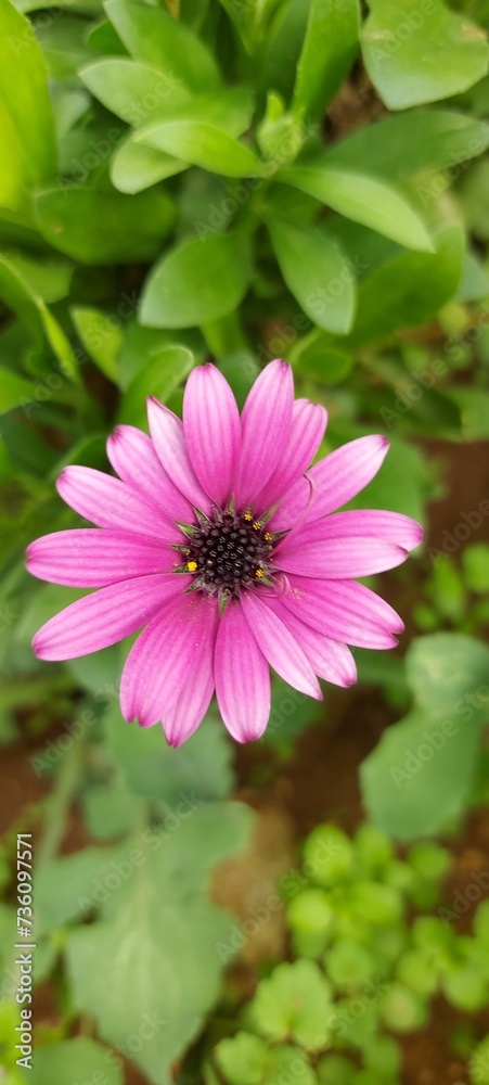 Fototapeta premium pink flower