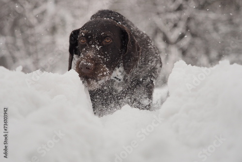 Portrait of a dog. German smooth-haired pointer in winter on the background of white snow.