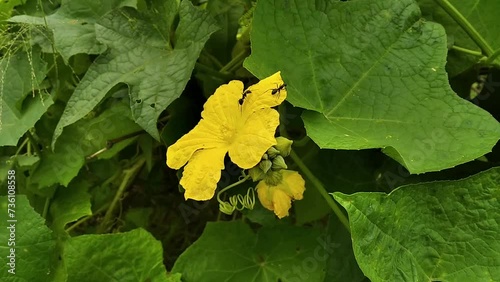 Calabash Yellow Bottle Gourd Flower with Ants on The Flower photo