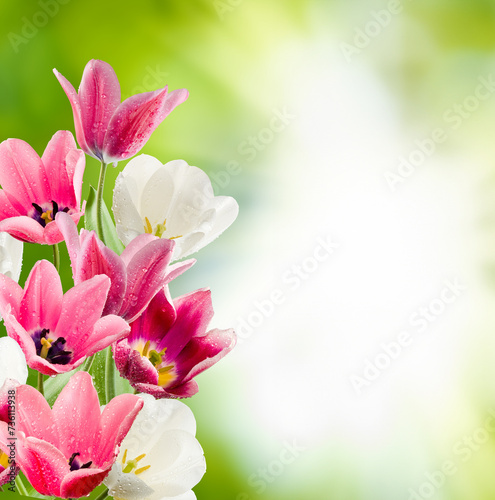  beautiful tulips with water drops on the petals on a blurred green background