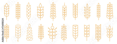 Wheat spike and rye ears collection. Set of black wheat icon. Barley spike or corn ear collection photo