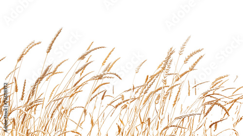 side view of a field of dry mature autumn spikelets of wheat  isolated on transparent background