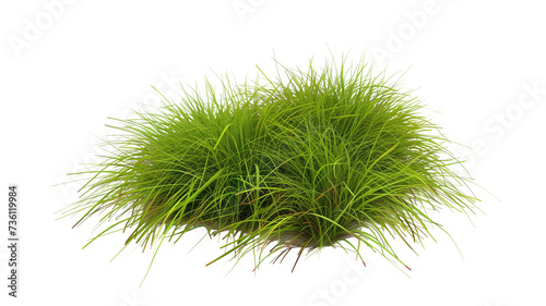 tussock of grass, isolated on transparent background