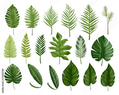 collection of leaf palm on transparent background