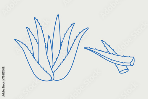 Aloe vera. Line art, retro. Plants and herbs for cosmetics.