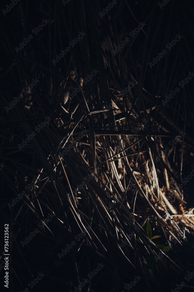 dried rotten leaves in the forest low-key dried rotten leaves in the forest low-key