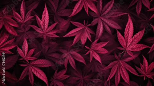 Background with Maroon marijuana leaves.