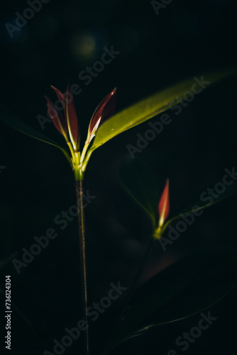 fine art lighting of leaves backlit  © John Triumfante