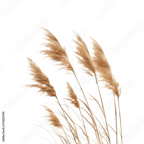 a bunch of autumn dry field grass with spikelets flutters in the wind, isolated on transparent background