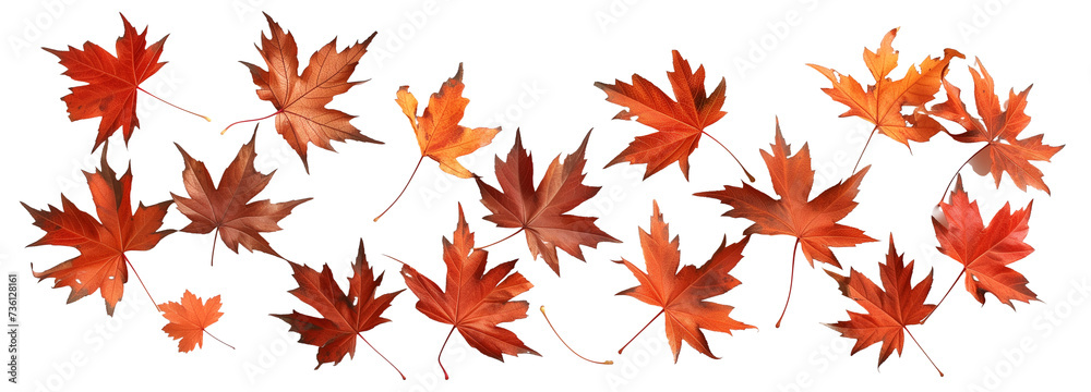 scattered autumn dry orange maple leaves, isolated on transparent background scattered autumn dry orange maple leaves, isolated on transparent background