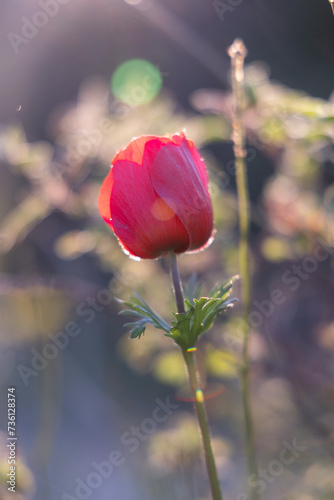 red anemone