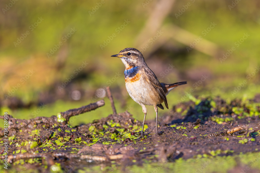 Beautiful Bluethroat bird in the field. Beautiful Bluethroat bird in the field.