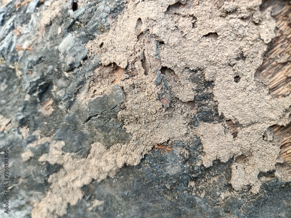 Naklejka premium A picture of the bark of a tree.