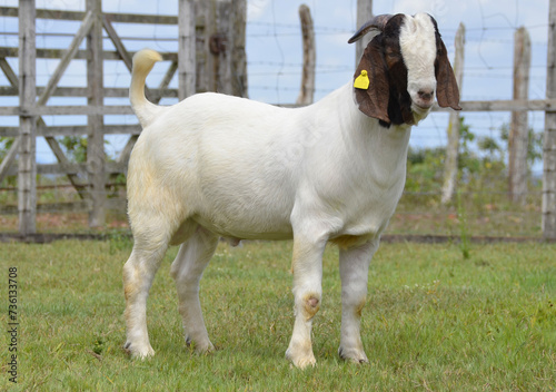 Male Boer goat very awarded in Brazil. The Boer is a breed developed in South Africa.