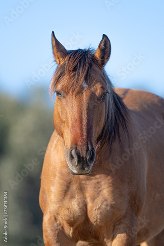 cavallo primo piano