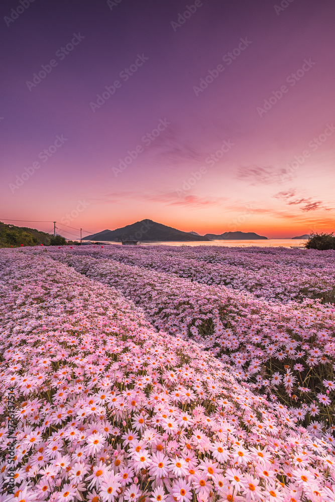 Fototapeta premium fantastic morning
