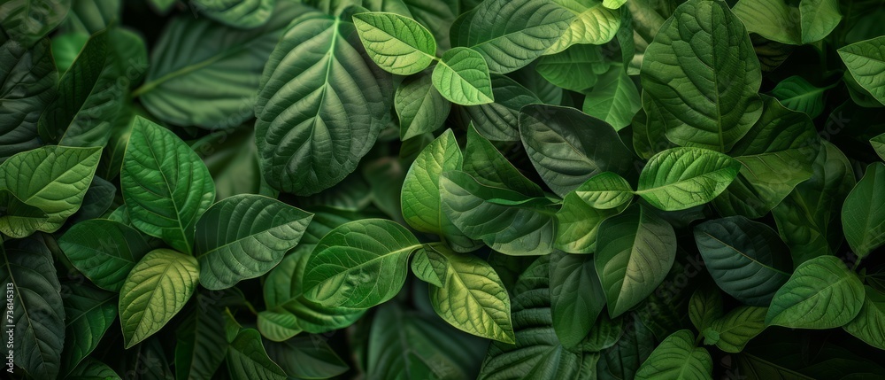Abstract green leaf texture, nature background, tropical leaf Abstract green leaf texture, nature background, tropical leaf