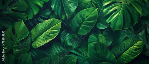 Abstract green leaf texture  nature background  tropical leaf